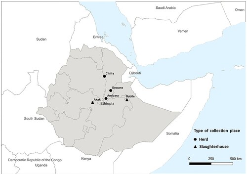 Figure 1. The location and type of collection site of the samples with whole genome sequences. Samples with whole genome sequences were collected in Amibara (n = 11), Gewane (n = 3), and Chifra (n = 3) from Afar region, Babile (n = 3) from Oromia region, and Akaki (n = 5) in the capital city, Addis Ababa.