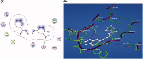 Figure 11. (A) 2D representation of piperine docking inside the active site of 4L3N. (B) 3D representation of piperine docking inside the active site of 4L3N.