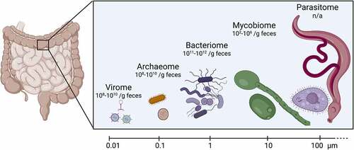 Figure 1. Components of gut microbiota, their approximate size and abundance.