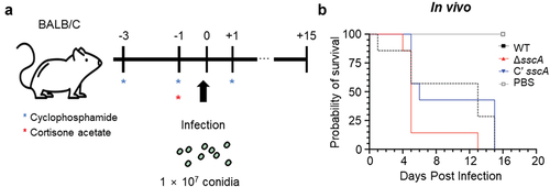 Figure 7. Functions of SscA in the virulence of Aspergillus fumigatus. (a) Schematic representation of fungal infection in the mice model. (b) Survival rate of A. fumigatus WT, ΔsscA, and Cʹ sscA strains in mice model. Statistical differences were calculated using the Log-rank (mantel-cox) test (WT vs. KO, 0.1328; WT vs. complemented, 0.6767; KO vs. complemented, 0.0483).