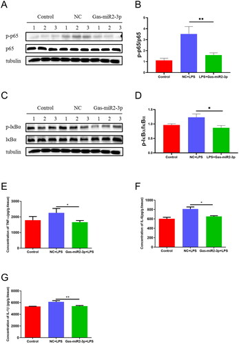 Figure 5. Effect of Gas-miR2-3p on inflammatory factors and NF-κB signaling pathway in LPS-induced mice. The levels of p65, p-p65 (A), and p-IκBα, IκBα (C) protein after LPS induction. The relative intensity of p65, p-p65 (B), and p-IκBα, IκBα (D) was normalized. The levels of TNF-α (E), IL-1β (F), and IL-6 (G) after 6 h induced by LPS in mice. *p < 0.05; **p < 0.01, vs NC, NC: negative control.