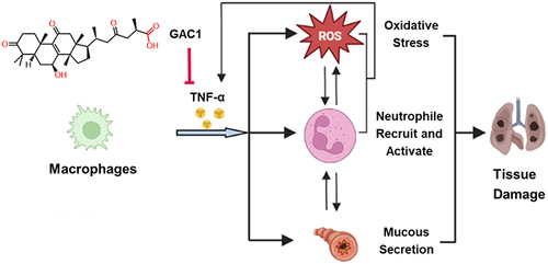 Figure 8 The Mechanism of GAC1 in Regulating Steroid-resistant Neutrophil Predominant Asthma. ROS are generated from multiple cells in lung such as epithelial cells, macrophages, and mast cells stimulated by TNF. Mucous is secreted from epithelial cells regulated by TNF-α. TNF-α, ROS, mucous, and other cytokines released by epithelial cells help recruit neutrophils to the lung. In addition, the neutrophil activation and oxidative stress of ROS will further stimulate the generation of TNF-α, ROS, and mucous, aggravating lung damage.