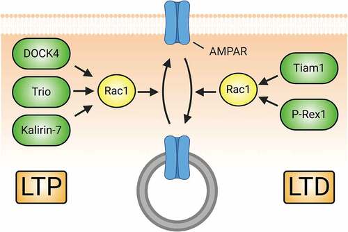 Figure 5. Rac1-GEFs differentially coordinate synaptic AMPAR insertion (LTP) and endocytosis (LTD) through Rac1-mediated actin cytoskeletal modifications. The surface expression of AMPARs during development and in response to LTP relies on Rac1 activity. Rac1-GEFs like DOCK4, Trio, and Kalirin-7 can activate Rac1 following LTP-inducing NMDAR activity. Subsequent Rac1-mediated actin cytoskeletal remodelling promotes the synaptic insertion of AMPARs. Conversely, Rac1 activity can also drive the downregulation of AMPAR surface expression in conditions promoting LTD. NMDAR-mediated signalling of Tiam1 and P-Rex1 activate Rac1 to promote synaptic AMPAR endocytosis.
