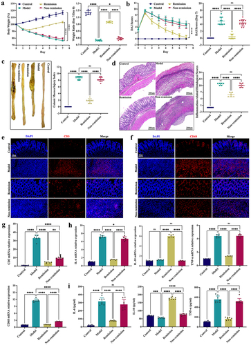 Figure 1. Anti-α4β7-integrin therapy mitigates inflammation symptoms in remission-achieving colitis mice. (a) Daily variations in body weight and the weight ratio of Day 7/Day 0 (n = 9–11). (b) Daily variations in disease activity index (DAI) and DAI on Day 7 (n = 9–11). (c) Macroscopic observation of the colon and the colonic mucosa injury index (CMDI) (n = 9–11). (d) Hematoxylin and eosin (h&e) staining images and histological scores related to inflammation. Scale bar = 200 μm (n = 6). (e and f) Immunofluorescence images displaying CD3 and CD68 in situ expression. Scale bar = 50 μm (n = 4). (g) CD3 and CD68 mRNA expression levels (n = 6). (h) Inflammatory cytokine mRNA expression levels (n = 6). (i) Inflammatory cytokine levels in serum (n = 8). Mean ± SD is shown. One-way analysis of variance (ANOVA) was applied. nsp > .05, *p < .05, **p < .01, ***p < .001, and ****p < .0001.