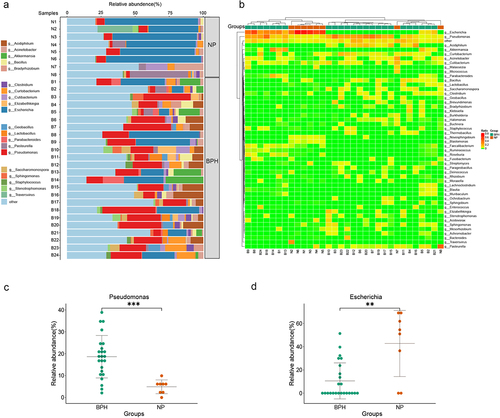 Figure 2. Bacterial composition of prostate tissue microbiome identified by metagenomic sequencing. (a) the bar plots are used to show the relative abundances of bacterial genera across various prostate tissue samples. (b) Heatmap of genus-level abundance in sequencing data, based on the Euclidean distance and complete-linkage hierarchical cluster. (c) dot plot showing the relative abundance (%) of Pseudomonas. (d) dot plot showing the relative abundance (%) of Escherichia. Wilcoxon rank sum test; **p < 0.01; ***p < 0.001.