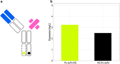 Figure 9. Expression level of the anti-CD3/anti-HER-2 bispecific antibody in transient transfection. (A) Schematic drawing of the bispecific antibody. (B) The alternative splicing construct in orientation HC:Fc-scFv (black) or in orientation Fc-scFv:HC (yellow) was co-transfected at a threefold molar excess of light chain expression vector to alternative splicing vector.