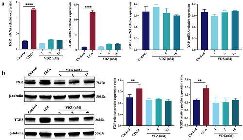Figure 9. Production of microbial BAs has a direct stimulatory effect on FXR and TGR5. (a) FXR, TGR5, and downstream genes mRNA expression levels in Caco-2 cells. (b) Immunoblots showing FXR and TGR5 protein expression levels in Caco-2 cells. (n = 3 in each group). Mean ± SD is shown. One-way ANOVA was applied. **p < .01 and ***p < .001.