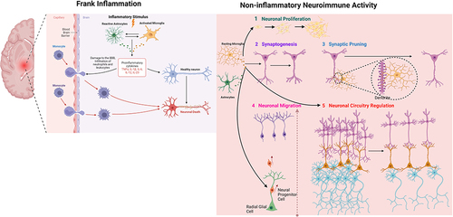Figure 1 Schematic diagram showing neuroimmune activities involved in neurodevelopment. Microglia and astrocytes play a role in appropriate neurodevelopment and contribute to the pathophysiology of neurodevelopmental diseases. In frank inflammation, which is stimulated by perinatal immune activation, astrocytes and microglia are activated by immune stimulus. This activation leads to production of proinflammatory cytokines (TNFa, IL-1β) and damage to the blood–brain barrier. Infiltration of immune cells to the brain parenchyma together with astrocyte and microglial activation results in neuronal damage. Under physiological conditions, astrocytes and microglia play critical roles during neurodevelopment and homeostasis. Astrocyte- and microglia-driven cytokines regulate 5 critical processes of neurodevelopment that are crucial for developing a healthy brain: neuronal proliferation, synaptogenesis, synaptic pruning, neuronal migration, and neural circuitry regulation. Created with BioRender.com.