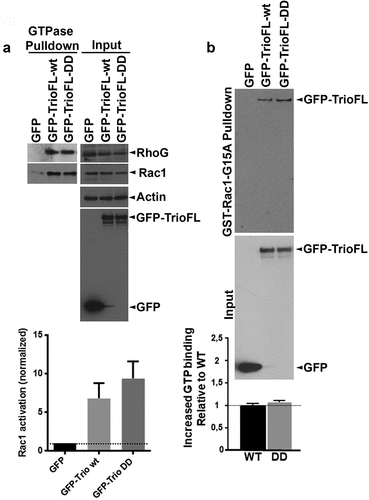 Figure 3. Serine phosphorylated Trio induces linear junctions. (a) Western blot analysis showed reduced Rac1.GTP and RhoG.GTP levels in HEK293 cells that were transfected with the phosphomimetic Trio mutant (GFP-TrioFL-DD). Quantification graph shows no significant increase in Rac1.GTP levels between WT and DD mutant. Experiment is carried out 5 times. *p < 0.01. (b) GST-Rac1-G15A (nucleotide-free Rac1 mutant) pulldown shows increased binding of the phosphomimetic mutant of Trio, compared to the Trio-WT. Input shows loading control. Experiment is done twice.