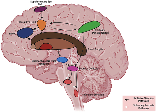 Figure 1 Schematic representation of saccadic pathways. Voluntary saccades arise from frontal eye fields and travel to the basal ganglia (caudate nucleus, substantia nigra) before descending to the superior colliculus and forward onto brainstem eye movement structures. Additional brain regions (egDLPFC) may be recruited for to execute more cognitively complex saccades, such as anti-saccades. Reflexive saccades have a direct pathway from visual cortex (not shown) to the posterior parietal cortex and from here onto the superior colliculus. There is an additional pathway from the posterior parietal cortex to activate frontal eye fields and then travel via the basal ganglia towards the superior colliculus, and reticular formation before entering the midbrain (vertical) and pontine (horizontal) ocular motor plant. dlPFC dorsolateral prefrontal cortex.