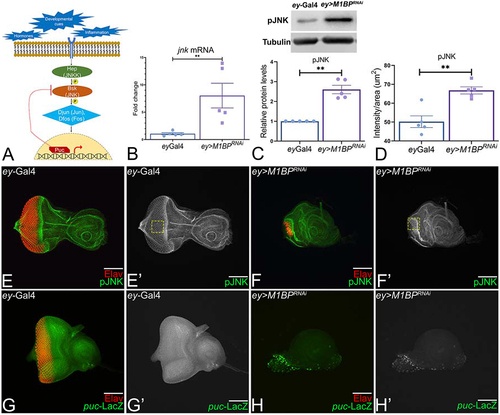 Figure 2. Downregulation of M1BP activates JNK signaling in the developing eye. (A) Schematic representation of c-Jun NH (2)-terminal kinase (JNK) signaling pathway. (B) Relative expression of jnk at the transcriptional level using quantitative real time PCR (qRT-PCR) in ey>M1BPRNAi and ey-Gal4 control eye-antennal imaginal discs. (C) Levels of phospho-JNK (pJNK) in a semi-quantitative Western Blot shows higher levels of JNK signaling in ey>M1BPRNAi compared to ey-Gal4 control. The tubulin bands serve as control for normalization. The quantification of p-JNK band intensity reveals a significantly higher levels in ey>M1BPRNAi background as compared to the control ey-Gal4. (D) Quantification of pJNK intensity was performed using standard 100 x 100 pixel ROI marked by yellow dotted line and using Fiji/ImageJ software (NIH). (E-H) Eye antennal imaginal disc of third instar larvae stained for pan-neuronal marker Elav (red) and (E, F) pJNK (green) and (G, H) puc-lacZ (green). Eye antennal imaginal disc showing split channel for (E’, F’) pJNK staining, (G’, H’) lacZ staining for (E, E’, G, G’) ey-Gal4 and (F, F’, H, H’) ey>M1BPRNAi. Graphs were plotted with mean +/- SEM. Statistical significance in each graph is shown by p-value: ****p<0.0001, ***p<0.001; **p<0.01; *p<0.05. The orientation of all imaginal discs is identical with posterior to the left and dorsal up. The magnification of all eye-antennal imaginal disc is 20X unless specified.