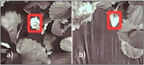 Figure 10. Detection examples from aerial images of (a) TP detections of open flowers and (b) FP from ripening fruits.
