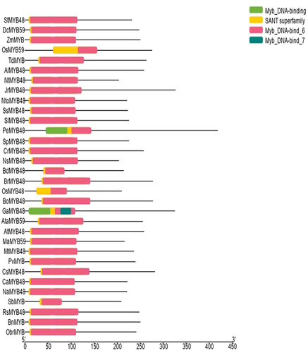 Figure 1. Conserved domains present in OsMYB48 and relative MYB proteins.