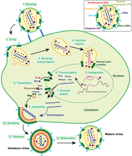 Figure 1. A schematic overview of the HIV-1 replication cycle. The entry of HIV-1 begins with the binding of the HIV-1 virion to the cell membrane through the interactions of the envelope-glycoproteins (Env) with the cell membrane receptors (step 1). This is followed by the fusion of the virion with the cell membrane and entry of the viral particle into the cell (step 2). While the gRNA strands are reverse transcribed into vDNA, the viral core gets transported to the cell nucleus (steps 3–4). vDNA generated through the reverse transcription process is further integrated into the host-cell chromosome (step 5). Upon completion of the integration step, proviral DNA gets transcribed into vRNA molecules which are exported into the cytoplasm (steps 6–7). The vRNA molecules are then either translated into viral proteins or assembled for further packaging with newly synthesized protein molecules (steps 8–9). The assembled viral particle buds on the cell membrane using newly synthesized viral proteins and gRNA and is further released from the cell membrane upon completion of the assembly step (steps 10–11). The release is followed by the maturation process to produce an infectious viral particle (step 12).
