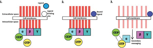 Figure 1. Kappa opioid receptor function.1. The receptor is inactive as no ligand is bound to the extracellular binding site. 2. A ligand binds to the extracellular binding site. 3. There is a resulting conformational change in the receptor. GDP is exchanged for GTP on the alpha subunit. Secondary messaging within the cell begins. Key: α, β, γ = alpha, beta, gamma subunit, respectively. GDP= guanine diphosphate. GTP= guanine triphosphate.