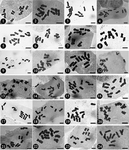 Figures 1-24. Metaphase chromosomes of the 18 examined species in Epimedium. 1, E. acuminatum; 2, E. baojingense; 3, E. brevicornu; 4–6, E. franchetii; 7, E. hunanense; 8, E. ilicifolium; 9–11, E. leptorrhizum; 12, E. lishihchenii; 13, E. membranaceum; 14, E. mikinorii; 15, E. parvifolium; 16, E. pseudowushanense; 17, E. sagittatum; 18, E. shennongjiaense; 19, 20, E. stellulatum; 21, E. tianmenshanensis; 22, 23, E. wushanense; 24, E. zhushanense. Scale bar = 5 μm.