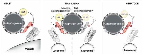 Figure 1. Model depicting the potentially conserved regulation of autophagosome-lysosome fusion from yeast to mammals. See text for details.