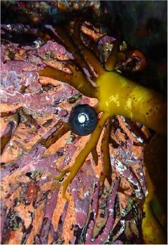 Figure 9. Kelp holdfast: author’s own photo.