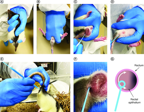 Figure 1. Hold technique for rectal swab collection.(A) Dorsal view demonstrating hold for young or small rats (<200 g). (B) Ventral view of hold for young or small rats. (C) Positioning inoculating loop for collection in small male rats. (D) Positioning inoculating loop for collection in small female rats. (E) Hold position for large rats (>200 g). (F) Close-up view of loop insertion. (G) Scraping technique.