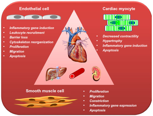 Figure 3 Schematic presentation of the most important effects elicited by TNF-α in the cells of cardiovascular system.