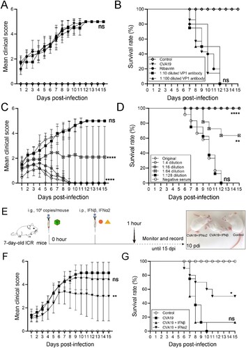 Figure 8. The protective efficacy of ribavirin, CVA19 VP1 mAb and CVA19 antisera, type I IFNs. Groups of 7-day-old neonatal ICR mice (n = 8–10 per group) were inoculated with CVA19 via the i.g. route. Within 1 h after infection, mice were given corresponding treatments as mentioned above. The clinical manifestations (A and C) and mortality (B and D) were monitored and recorded daily until 15 dpi. (E) The experimental procedure. The clinical symptoms (F) and mortality rate (G) were monitored and recorded daily until 15 dpi. The Mantel-Cox Log-rank test was used to compare the survival rates of mice in different groups. The difference analysis was conducted by two-tailed Student’s t-test. Data represent the mean results ± SD. Different groups vs CVA19 group, *P < 0.05, **P < 0.01, ****P < 0.0001; ns, non-significant.