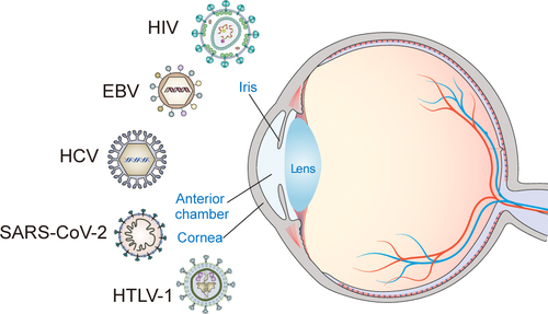 Figure 1. Different viruses, including HIV, EBV, HCV, SARS-CoV-2, and HTLV-1, infect eye surface.
