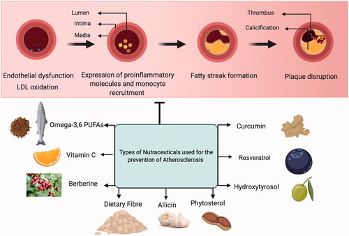 Figure 3. Schematic illustration of various kinds of nutraceuticals experimentally studied to prevent/treat atherosclerotic disease development and progression.