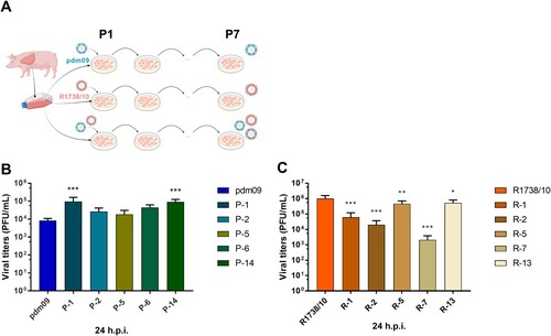 Figure 1. Passaging in C22 swine lung cells affects viral replication. (A) Schematic outline of the experimental strategy. (B, C) C22 cells were infected with (B) R1738/10 (parental strain) or C22-passaged variants (R-1, R-2, R-5, R-7, R-13) or with (C) pdm09 (parental strain) or C22-passaged variants (P-1, P-2, P-5, P-6, P-14) with MOI 0.001. Virus-containing supernatants were collected at 24 h p.i. and virus titers were determined by standard plaque assays. Virus titers are depicted as mean ± SD of three biological replicates. One representative out of two independent experiments is shown. Statistical significance was determined by one-way ANOVA and Dunnett’s multiple comparison test against R1738/10 with *p ≤ 0.033, ** p ≤ 0.002, *** p ≤ 0.001.