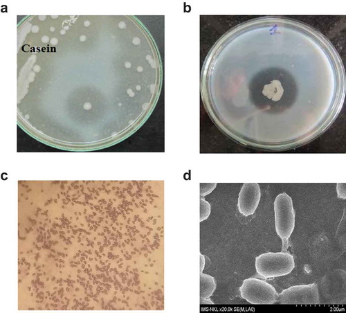 Figure 1. Morphology of isolated L. sphaericus VN3. L. sphaericus VN3 cells were spread on mineral agar medium containing 1% casein (a) and 1% gelatin (b) and incubated for 48 h at 30°C. A clear halo was formed around the colony due to hydrolysis of casein. The clear zone of hydrolyzed gelatin was measured after 48 h of incubation with mercuric chloride solution. (c) Gram staining (10 x magnification) and (d) scanning electron microscopy (SEM) (20 x magnification) of L. sphaericus VN3 cells. For scanning electron microscopy, cell suspensions were sputter coated with gold, on plain uncoated filters.