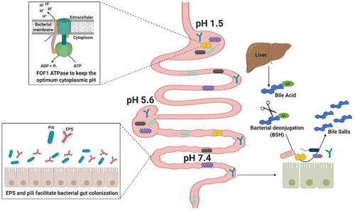 Figure 1. Colonization Factors in gut commensal bacteria.