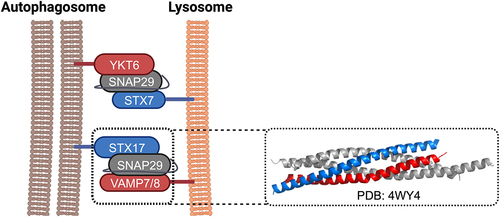 Figure 1. Mammalian autophagic SNARE proteins. Two sets of SNAREs capable of forming trans-SNARE complexes have been implicated in autophagosome-lysosome fusion in mammalian cells: (1) syntaxin 17 (STX17)/ SNAP29/ VAMP7(8) and (2) Ykt6/ SNAP29/ syntaxin 7 (STX7). The Qa, Qbc, and R SNAREs are coloured in blue, grey, and red, respectively. The crystal structure of the complex formed by the SNARE domains of STX17, SNAP29, and VAMP8 is displayed on the right.