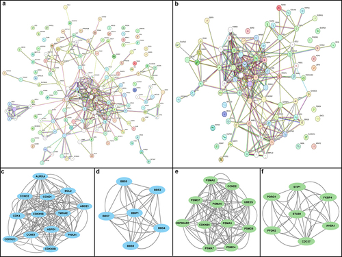 Figure 3. Protein-protein interaction (PPI) network analysis and module discovery of CRC differentially expressed genes (GEGs). (a) PPI network from STRING database shows up-regulated DEGs contains overall 127 nodes and 714 edges. The top 2 significant modules were retrieved from MCODE, plugin of Cytoscape software. (b) Module 1 exhibits 13 nodes and 142 edges with score of 11.833, and (c) module 2 shows 6.00 score with 6 nodes and 30 edges, respectively. (d) PPI network analysis show 26 nodes and 214 edges of down-regulated DEGs. Significant top2 modules of down-regulated DEGs were visualized. (e) Module 1 has 11 nodes and 102 edges with 10.20 score, while (f) module 2 had 7 nodes and 34 edges with score of 5.66. The PPI networks were generated using the STRING database with a stringent interaction score threshold of 0.08.