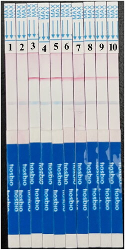 Figure 6. Serial dilution of HAV plasmid DNA detected by MIRA-LFD. 1: water template; 2: human genome template; 3: 106 copies/μl template; 4: 105 copies/μl template; 5: 104 copies/μl template; 6: 103 copies/μl template; 7: 102 copies/μl template; 8: 10 copies fg/μl template; 9: 1 copy/μl template; 10: 0.1 copy/μl template.