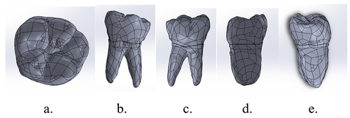 Figure 1 Solid 3D model of mandibular first molar. (a) occlusal, (b) lingual, (c) buccal, (d) mesial, and (e) distal surface.