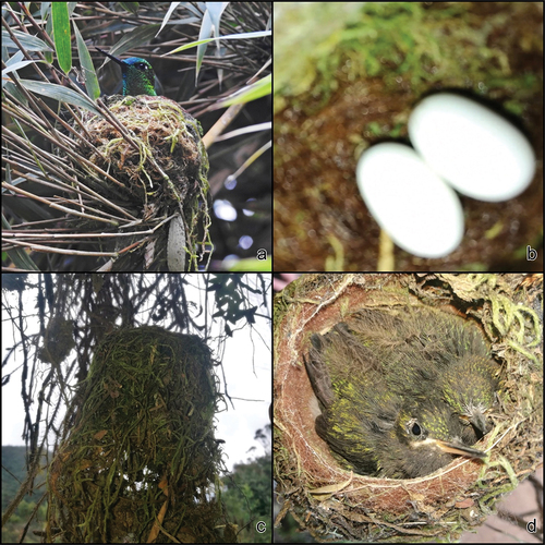 Figure 5. Nests of Sapphire-vented Puffleg Eriocnemis luciani, Checa, Azuay. Nest 1: 30 May 2019, (a) Nest at a fork. (b) Eggs. Nest 2: 4 December 2019, (c) Nest on an embankment, (d) Chicks with full plumage development. Photos IPA.