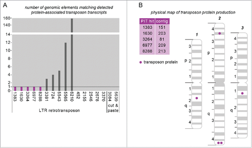 Figure 2. PIT can identify the specific unique genomic copy of an element that is expressing protein. (A) Number of genomic transposon sequences that precisely match PIT transcripts associated with 2 or more peptides. Transcripts with only one genomic match (purple bars) can be mapped to their exact source. Numbers (x axis) correspond to PIT hit IDs from our associated paper.Citation2 (B) Physical chromosome map for Ae. aegyptiCitation48; protein-expressing transposons for which the genomic source could be identified are annotated.