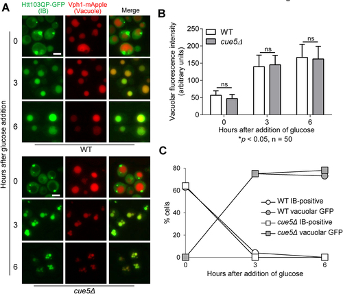 Figure 3. Yeast aggrephagy SAR Cue5 is not required for Htt103QP IBophagy. a) IBophagy proceeds normally in cue5Δ cells. The IBophagy protocol was the same as described. Here, we show the localisation of Htt103QP-GFP and the vacuole (Vph1-mApple) before and after IBophagy induction. Scale bar = 5 μm. b) IBophagy was quantified by measuring GFP fluorescence intensity in 50 cells inside the vacuole over time. Statistical significance was determined by *p < 0.05, using Sidak’s two-way ANOVA. c) IBophagy was also quantified by counting the percentage of cells that contained either an IB or vacuolar GFP signal (n > 100).
