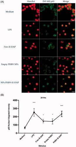 Figure 7. NF-κB translocation assay in RAW 264.7 cells. (A) Graphic representation of the nuclear translocation of p65 in immunofluorescence images (green). Culture medium (negative control), LPS 2.5 µg/ml (positive control), free iE-DAP ligand 7 µg/ml, empty PHBV NPs 100 µg/ml and NPB PHBV-iE-DAP 100 µg/ml for 24 h at 37 °C and 5% CO2. Representative cells were chosen by fluorescence microscopy, and their structures were labeled with Alexa-fluor 488 (p65 subunit, Green) and Hoechst 33342® (core, Blue changed to Red post image color, for better visualization). Each bar represents 22 µm. 100× magnification. Three experiments were performed independently. (B) The integrated intensity was quantified and analyzed by Fiji ImageJ. Results are expressed as the mean ± standard deviation of three separate field images. One-way ANOVA was performed with the Bonferroni test as statistical analysis. *p < .05, ****p < .0001.
