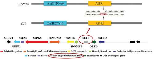 Figure 2. Variable region of SbTF gene between zzz816 and CNUCC C72.