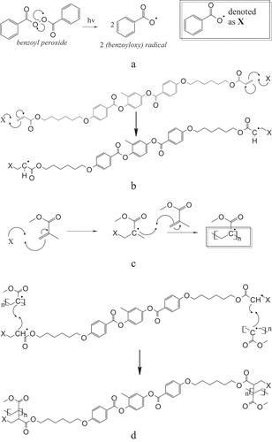 Figure 1. (a) Polymerization of initiator benzoyl peroxide. (b) Propagations mechanism of RM82. (c) Propagations mechanism of MMA. (d)Termination process of polymerization of MMA and RM82.
