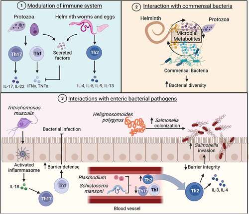 Figure 6. Effects of the gut parasitome on enteric bacterial infections.