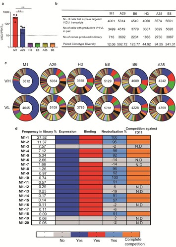 Figure 4. BCR repertoires elicited by mpox individual antigen vaccinations in mice. Female BALB/c mice (n = 5) were immunized i.m. with two doses of each antigen-encoding mRNA vaccine candidate or with a placebo, 14 days apart. Serum samples were collected on day 28. a, neutralizing activity of sera induced by each antigen-encoding mRNA vaccination was detected by plaque reduction neutralization assay against VACV. 90% plaque reduction neutralization (PRNT90) was calculated. b, Summary of the statistics for the scBCR-seq. c, Pie charts show clonal expansion in B6, A35, A29, E8, M1, and H3 specific BGC cells for IGVH (upper panel) or IGVL (bottom panel). Coloured slices are proportional to the number of clonal relatives. d, Antibody characteristics of the top 20 frequent mAbs in antibody repertoire elicited by M1 mRNA vaccine vaccinations. The dark blue, red, light blue, and orange indicate the antibody characteristics of expression, binding, neutralization, and complete competition against reference 7D11, respectively. Antibody expression, binding, and competition characteristics were assayed by Octet. Neutralizing activity of each mAb-expressed cell supernatant was determined by plaque reduction neutralization (PRNT) assay. Data are group means ± SEM. P-values were determined with t-test (ns, P > 0.05; *, P < 0.05; **, P < 0.01; ***, P < 0.001; ****, P < 0.0001).