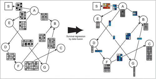 Figure 1. Example illustrating survival regression by data fusion (DFMF-SR). The left pane shows the data fusion graph. Nodes in the fusion graph correspond to different types of objects considered by the system. Edges represent data matrices that describe relationships between objects of different types. For example, rows of matrix ("A," "E") correspond to objects "A" and columns agree with objects of type "E." A designated node "S" in the square box serves for the times of the events. Matrix ("A," "S") contains patient survival data. It is a binary matrix indicating the times when the respective objects of type "A" experienced the event. Type "A" most often corresponds to patients or tumor samples and hence ("A," "S") encodes the amount of time that has passed from primary diagnosis until a patient's death. DFMF-SR naturally interleaves collective matrix factorization with estimation of survival regression coefficients. The right pane shows the latent data model inferred by DFMF-SR. Each matrix with gray entries identifies a mapping from objects to their respective latent factors, which are stored in matrix columns. The number of matrices with blue entries is the same as the number of data sets; each one stores pairwise relations between latent factors as supported by the corresponding data set. The matrix with entries colored in different shades of red holds time-varying survival regression coefficients.