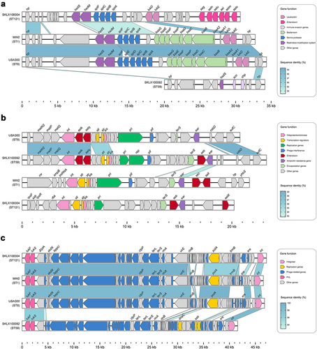 Figure 4. Comparison of pathogenicity islands and prophages among ST121 isolates, and USA300, MW2, and ST59 strains. Comparison of the genomic structure of (a) vSaβ, (b) SaPI and (c) ΦSa2 between ST121 isolates, USA300, MW2, and ST59 strains. Arrowed boxes represent genes that are coloured according to functional classification.
