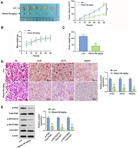 Figure 7. Vitexin suppresses tumour growth of endometrial cancer in vivo. HEC-1B cells (1 × 107) were injected subcutaneously into mice of the control group and Vitexin group. Each group contained 6 mice. The mice in the Vitexin group were injected intraperitoneally with 80 mg/kg of vitexin twice weekly for 4 weeks. The mice in the control group were given the same amount of normal saline. (A) Images of the xenograft tumours from all mice at the endpoint and the tumour volumes of mice after treatment with vitexin. (B) The body weights of mice after treatment with vitexin. (C) The tumour weights of mice after treatment with vitexin. (D) The proliferation of tumour cells was evaluated by HE staining, and the levels of Ki-67, OCT4, and VEGFA in tumour tissues after treatment with vitexin were measured using Immunohistochemistry. (E) The protein levels of p-PI3K, total PI3K, p-AKT (S473), p-AKT (T308), and total AKT in tumour tissues after treatment with vitexin were determined using Western blots. **p < 0.01 vs. control group.