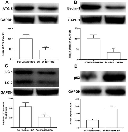 Figure 6. The enhanced autophagy-related protein by HBO treatment was reduced after administration of EX-527. (A-C) Intraperitoneal injection of SIRT1 antagonist EX-527 abolished the increased expression of pro-autophagy formation-related protein (ATG-5, beclin-1, and LC3-2) in SCI rats following the series HBO therapy, (D) while the level of autophagy substrate p62 was upregulated by HBO (n = 5/per group). **p<0.01, ***p<0.001 compared with SCI + vehicle + HBO group.