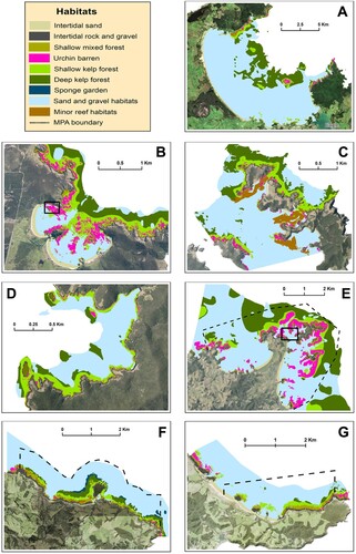 Figure 2. Simplified habitat maps showing dominant reef habitat types (<30 m depth) at each of the study locations: Doubtless Bay (A), Maitai Bay (B), Waewaetoria, Bay of Islands (C), Maunganui Bay, Bay of Islands (D), Mimiwhangata (E), Leigh (F) and Tāwharanui (G). Algal turfs and C. flexuosum forest habitats were relatively rare so were combined as ‘Minor reef habitats’ for these simplified maps (see Supplementary material for higher resolution detailed maps of each location). Dashed lines indicate marine protected area (MPA) boundaries. The MPA at Mimiwhangata is partially protected, whereas at Leigh and Tāwharanui the MPA’s are no-take marine reserves. The locations of historical imagery comparisons (Figure 3) are outlined by black squares in (B) and (E).