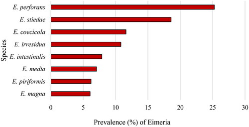 Figure 4. Species of Eimeria identified across Ga Central, Ga East and Ga South of the Greater Accra Region of Ghana. The percentage of each species represents its combined prevalence across all the three municipalities.