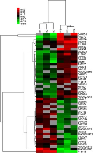 Figure 4 Cluster analysis of differential level proteins between W vs. M. (Colors indicate the differential protein levels, which increase successively from green to red. Increased levels of proteins are indicated in red, and decreased levels are marked in green)