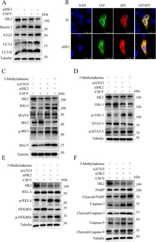 Figure 8. HK2 Regulates Innate Immunity through Autophagy. (a) Inhibition of HK2 induced autophagy as detected by the relative expression of the autophagy-associated proteins Beclin-1, ATG5and LC3. (b) 3D4/21 cells transiently expressing mRFP-GFP-LC3 plasmid were transfected with siHK2 for 24 h. Confocal fluorescence microscopy captured the yellow dots (autophagosomes) and red dots (autophagolysosomes). PK-15 and 3D4/2 cells were treated with rapamycin, 3-Methyladenine, or siATG5 for 6 h, then mock-inhibited or inhibited with the siRNA of HK2. Western blot analysis of the relative expression of the interferon signalling pathway mark proteins of p-IRF3 (c), p-JAK, and p-STAT1 (d), the NFκB signal pathway protein p-IKBIA and p-RELA (e), the apoptosis proteins of Cleaved-Caspase-3, Cleaved-Caspase-9 and Cleaved-PARP (f).